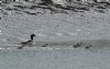 Shelduck at River Roach (Graham Mee) (100504 bytes)