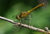 Ruddy Darter at Canvey Way (Richard Howard) (51461 bytes)