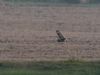 Short-eared Owl at Lower Raypits (Vince Kinsler) (47765 bytes)