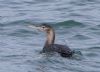 White-billed Diver at Southend Pier (Vince Kinsler) (65403 bytes)