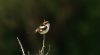 Woodchat Shrike at Rochford (Steve Arlow) (18319 bytes) Woodchat Shrike at Rochford (Steve Arlow) (18319 bytes)