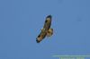 Buzzard at West Canvey Marsh (RSPB) (Richard Howard) (24249 bytes)