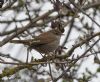 Cetti's Warbler at Gunners Park (Jeff Delve) (80228 bytes) Cetti's Warbler at Gunners Park (Jeff Delve) (80228 bytes)