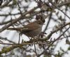 Cetti's Warbler at Gunners Park (Jeff Delve) (80228 bytes)