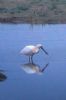 Spoonbill at Lower Raypits (Jeff Delve) (180583 bytes)