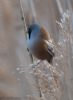 Bearded Tit at Bowers Marsh (RSPB) (Jeff Delve) (43524 bytes)