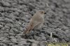 Black Redstart at Gunners Park (Richard Howard) (76376 bytes)