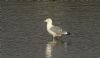 Yellow-legged Gull at Hullbridge (Steve Arlow) (75430 bytes) Yellow-legged Gull at Hullbridge (Steve Arlow) (75430 bytes)