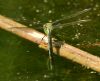 Emperor Dragonfly at Bowers Marsh (RSPB) (Graham Oakes) (67198 bytes) Emperor Dragonfly at Bowers Marsh (RSPB) (Graham Oakes) (67198 bytes)