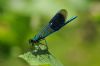 Banded Demoiselle at Benfleet Downs (Richard Howard) (39182 bytes)