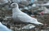 Iceland Gull at Private site with no public access (Steve Arlow) (179323 bytes)