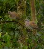 Turtle Dove at Canewdon (Jeff Delve) (98845 bytes)