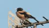 Rose-coloured Starling at Rayleigh (Steve Arlow) (33596 bytes) Rose-coloured Starling at Rayleigh (Steve Arlow) (33596 bytes)