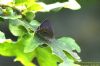 Purple Hairstreak at Shipwright's Wood (Richard Howard) (79924 bytes)