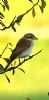 Red-backed Shrike at Shoebury East Beach (Neil Chambers) (43132 bytes) Red-backed Shrike at Shoebury East Beach (Neil Chambers) (43132 bytes)