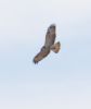 Buzzard at Wallasea Island (RSPB) (Jeff Delve) (58611 bytes)