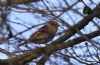 Brambling at Pound Wood (Tim Bourne) (69751 bytes)