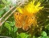 Wall Brown at Canvey Wick (Paul Baker) (113938 bytes)