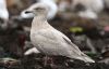 Iceland Gull at Private site with no public access (Steve Arlow) (67190 bytes) Iceland Gull at Private site with no public access (Steve Arlow) (67190 bytes)