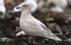 Iceland Gull at Private site with no public access (Steve Arlow) (67190 bytes)