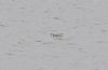 Wilson's Phalarope at Vange Marsh (RSPB) (Vince Kinsler) (102766 bytes)