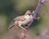 Whitethroat at Two Tree Island (West) (Vince Kinsler) (44060 bytes)