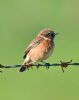 Stonechat at Bowers Marsh (RSPB) (Graham Oakes) (33072 bytes)