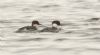 Smew at Paglesham Lagoon (Steve Arlow) (93497 bytes) Smew at Paglesham Lagoon (Steve Arlow) (93497 bytes)