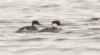 Smew at Paglesham Lagoon (Steve Arlow) (93497 bytes)