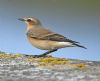 Wheatear at Tewkes Creek (Graham Oakes) (61141 bytes)