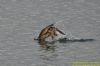 Shag at South Fambridge (Richard Howard) (60921 bytes)