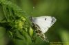 Orange-tip at Vange Marsh (RSPB) (Richard Howard) (84588 bytes)