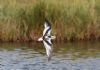 Little Gull at Gunners Park (Andrew Armstrong) (47756 bytes) Little Gull at Gunners Park (Andrew Armstrong) (47756 bytes)