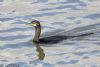 Shag at South Fambridge (Jeff Delve) (61563 bytes)