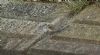 Water Pipit at Roper's farm (Steve Arlow) (96332 bytes) Water Pipit at Roper's farm (Steve Arlow) (96332 bytes)