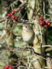 Redstart at Two Tree Island (West) (Vince Kinsler) (188194 bytes)