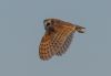 Barn Owl at Wallasea Island (RSPB) (Jeff Delve) (21068 bytes) Barn Owl at Wallasea Island (RSPB) (Jeff Delve) (21068 bytes)