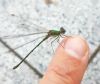 Willow Emerald Damselfly at South Fambridge (Paul Baker) (52392 bytes)