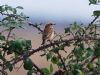 Whinchat at Wallasea Island (RSPB) (Vince Kinsler) (85012 bytes)