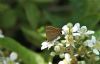 White-letter Hairstreak at Blenheim Park (Vince Kinsler) (46914 bytes)