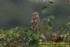 Whinchat at Bowers Marsh (RSPB) (Richard Howard) (53721 bytes)