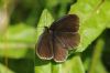 Ringlet at Benfleet Downs (Richard Howard) (46389 bytes)