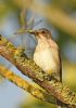 Spotted Flycatcher at Bowers Marsh (RSPB) (Graham Oakes) (77488 bytes) Spotted Flycatcher at Bowers Marsh (RSPB) (Graham Oakes) (77488 bytes)
