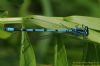 Azure Damselfly at Wat Tyler Country Park (Richard Howard) (97219 bytes)