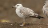 Caspian Gull at Private site with no public access (Steve Arlow) (46512 bytes)