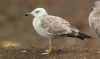 Caspian Gull at Private site with no public access (Steve Arlow) (46512 bytes) Caspian Gull at Private site with no public access (Steve Arlow) (46512 bytes)