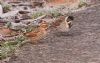 Reed Bunting at Bowers Marsh (RSPB) (Vince Kinsler) (94976 bytes)