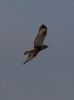 Rough-legged Buzzard at Wallasea Island (RSPB) (Jeff Delve) (32091 bytes) Rough-legged Buzzard at Wallasea Island (RSPB) (Jeff Delve) (32091 bytes)