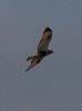 Rough-legged Buzzard at Wallasea Island (RSPB) (Jeff Delve) (32091 bytes)