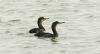 Shag at South Fambridge (Steve Arlow) (43410 bytes) Shag at South Fambridge (Steve Arlow) (43410 bytes)